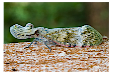 FLOW planthopper fulgoroidea fulgoromorpha insect